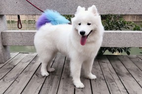 爱游戏体育在线-_潜水运动新体验：探索深海中的神秘世界_，潜水运动介绍