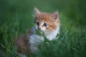 爱游戏app-_街头篮球嘉年华：都市青春的热血节日_，街头篮球2020春节活动