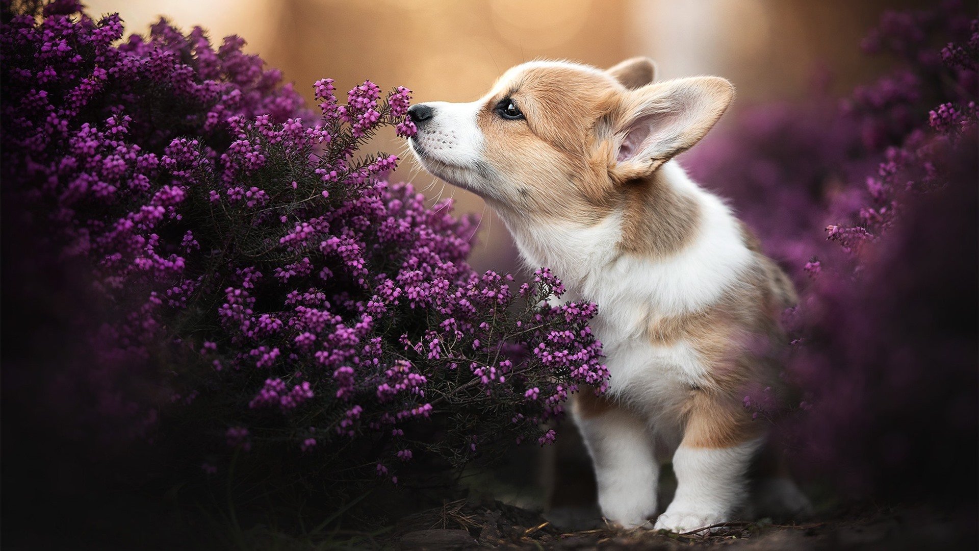 《幕后故事：知名选手的专属训练秘笈》，幕后成员