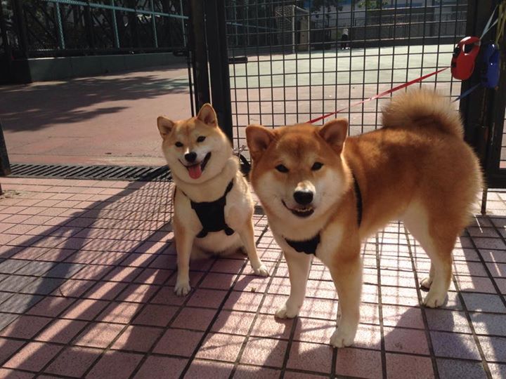 光明记忆未来之战线上排位赛精彩纷呈，光明未来梗