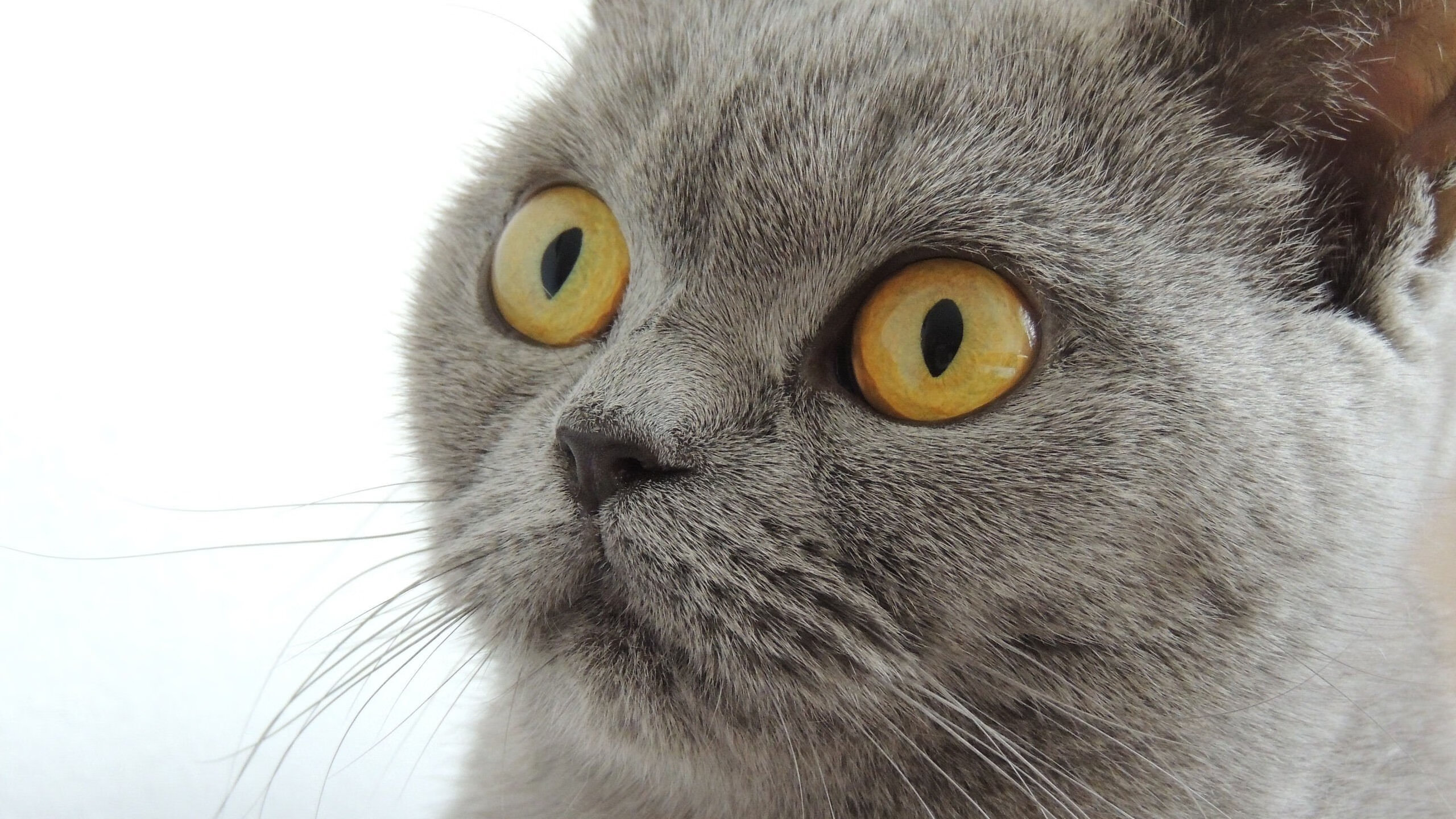 史上“最默契”的战术配合，团体合作引爆全场，团队默契合作的重要性